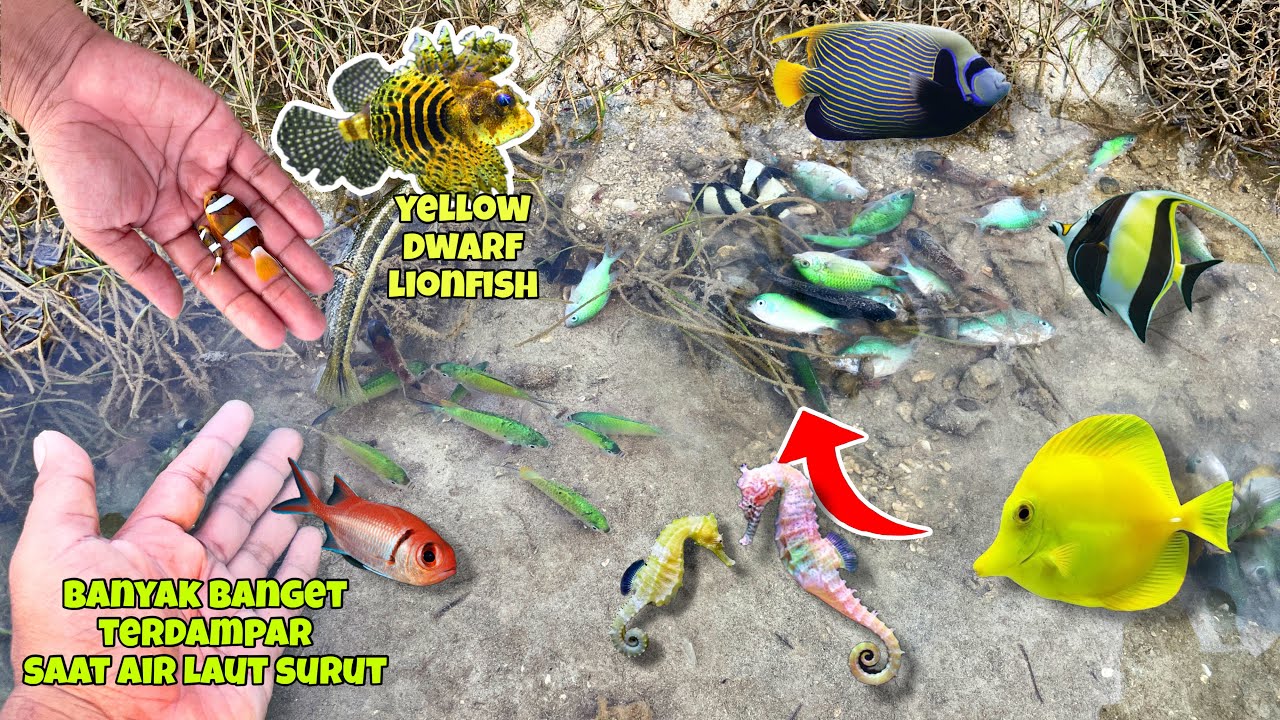 tinggal diambil pakai tangan saking banyaknya yg terjebak di air laut surut