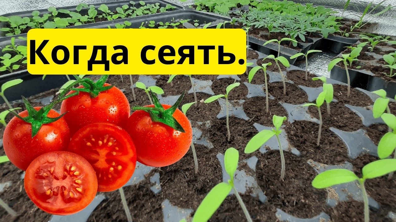 Когда сеять томаты для открытого грунта? Не ошибитесь со сроками