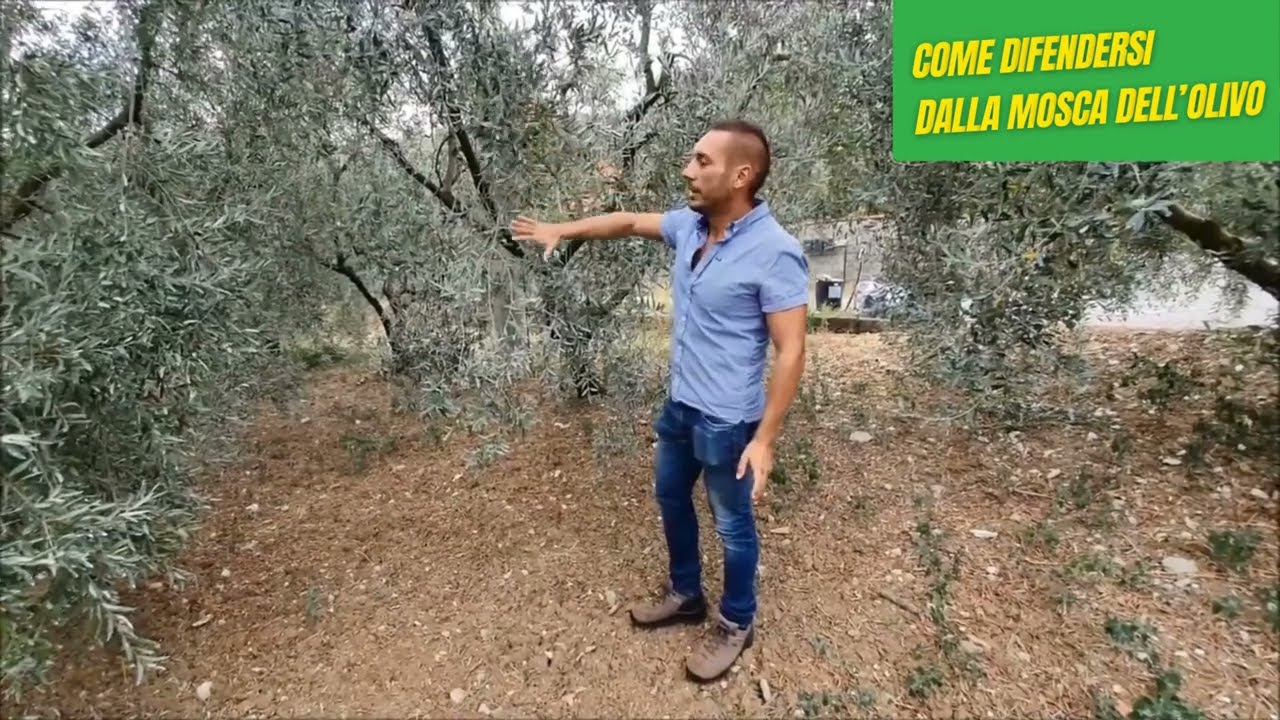 Mosca dell'Olivo: le migliori strategie di difesa e l'utilizzo del Manisol