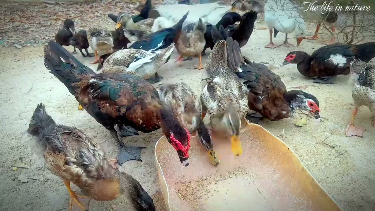 Food for ducks and geese that contains a lot of vitamins. #birds #duck #ducklover #farming #geese