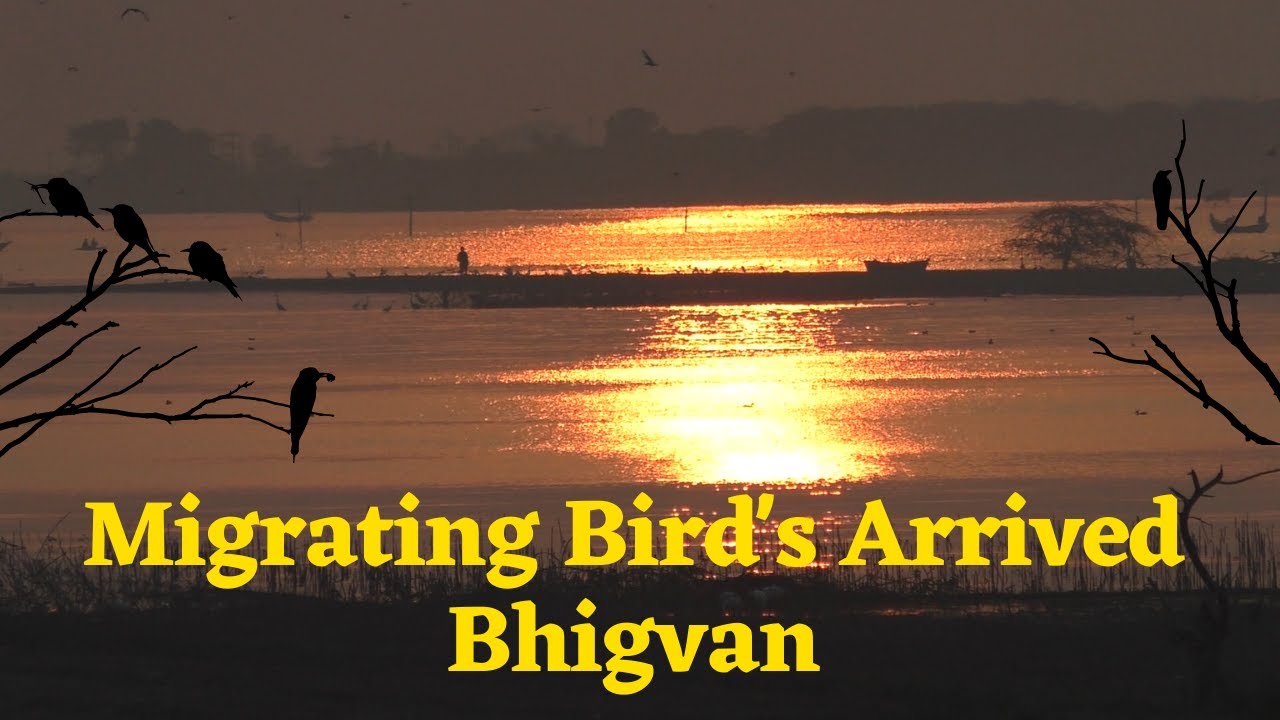Migrating Bird's Arrived Bhiguan I Wonderful I Vlog-38