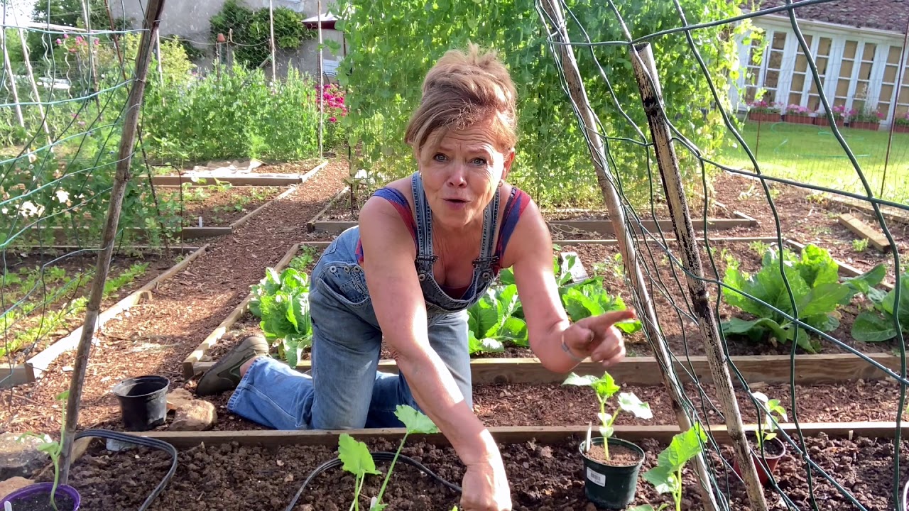 Ini's moestuin #13 fruitgroenten planten, courgette, komkommer, pompoen, paprika en aubergine.