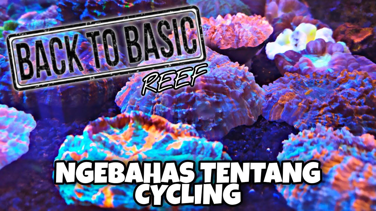 BAGAIMANA CYCLING ITU TERJADI? UNTUK APA CYCLING ITU DIPERLUKAN? SIMAK PENJELASANNYA | BACK TO BASIC
