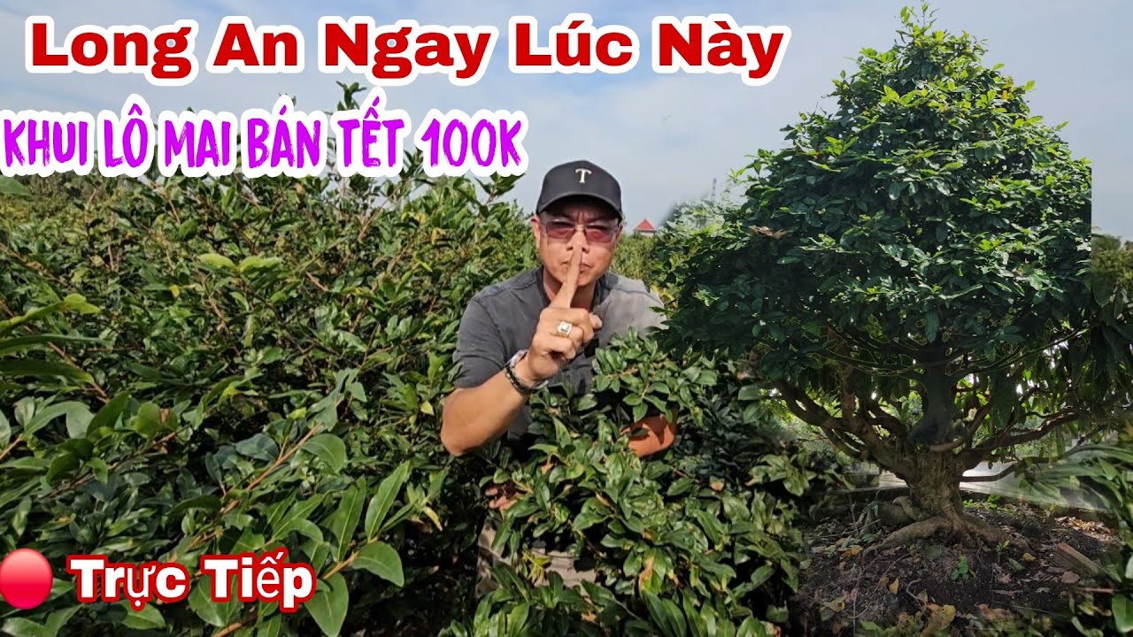 Chủ Vườn Mai Khui L&ocirc; B&aacute;n Tết 2026 Gi&aacute; 100k Long An Ngay L&uacute;c N&agrave;y 