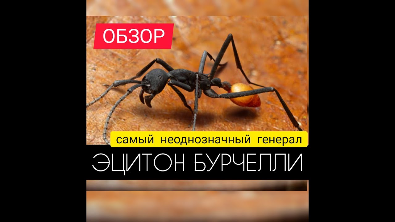 ОБЗОР НА АЦИТОНА! СТОИТ КАЧАТЬ ИЛИ НЕТ? The Ants: Underground Kingdom