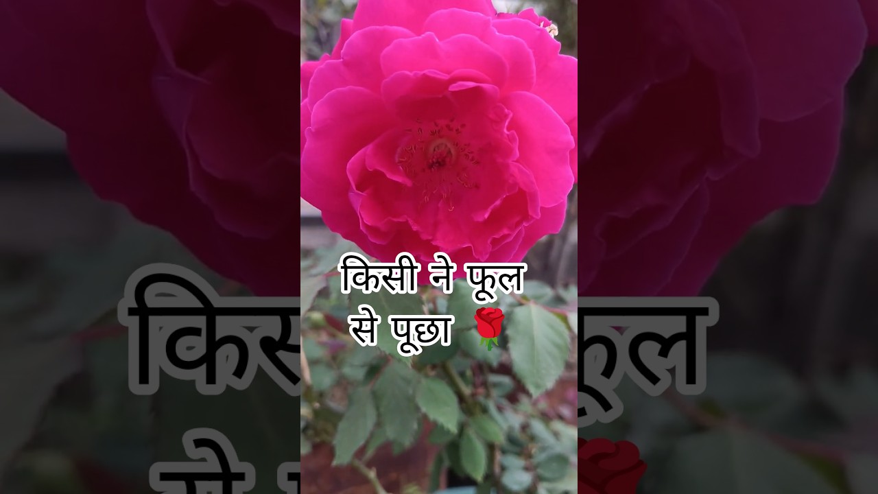 किसी ने फूल से पूछा 🌹 #viral #nature #villagevlog #village #goviral #love #garden #shortsfeed #yt