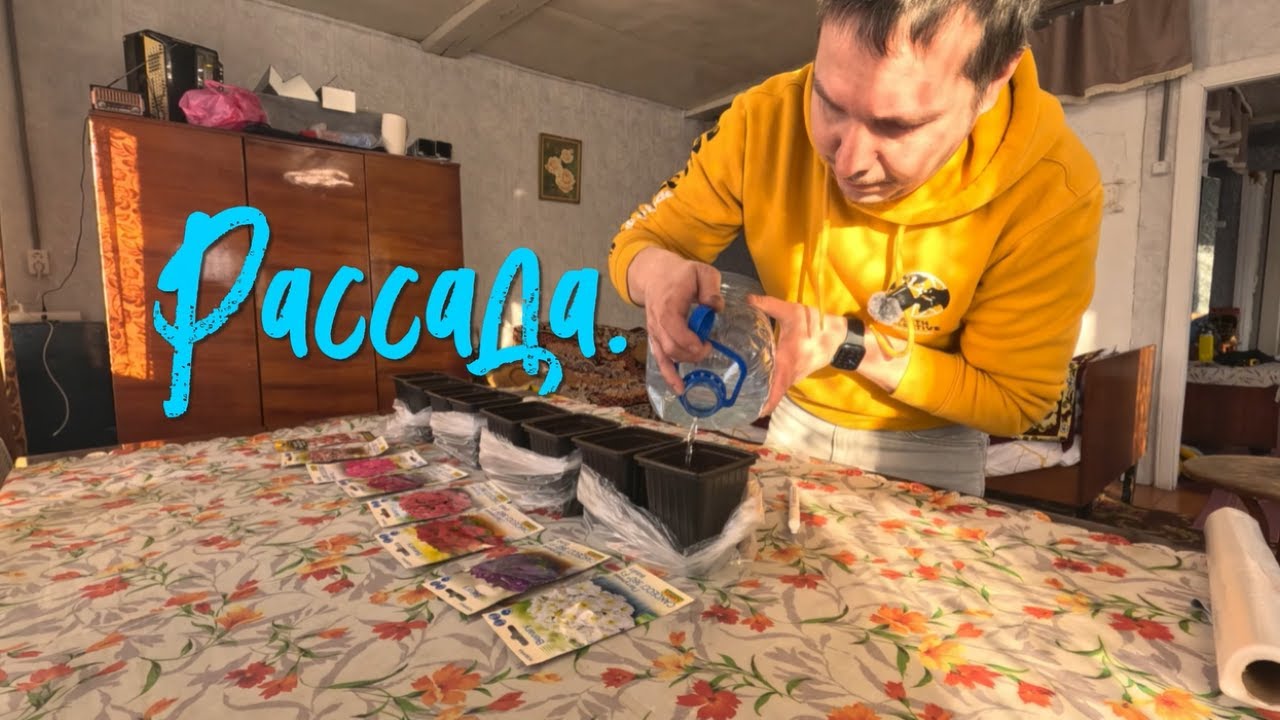 Рассада.  