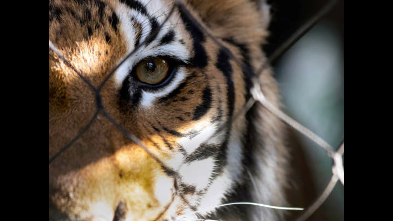 Truth on big cats in captivity ....