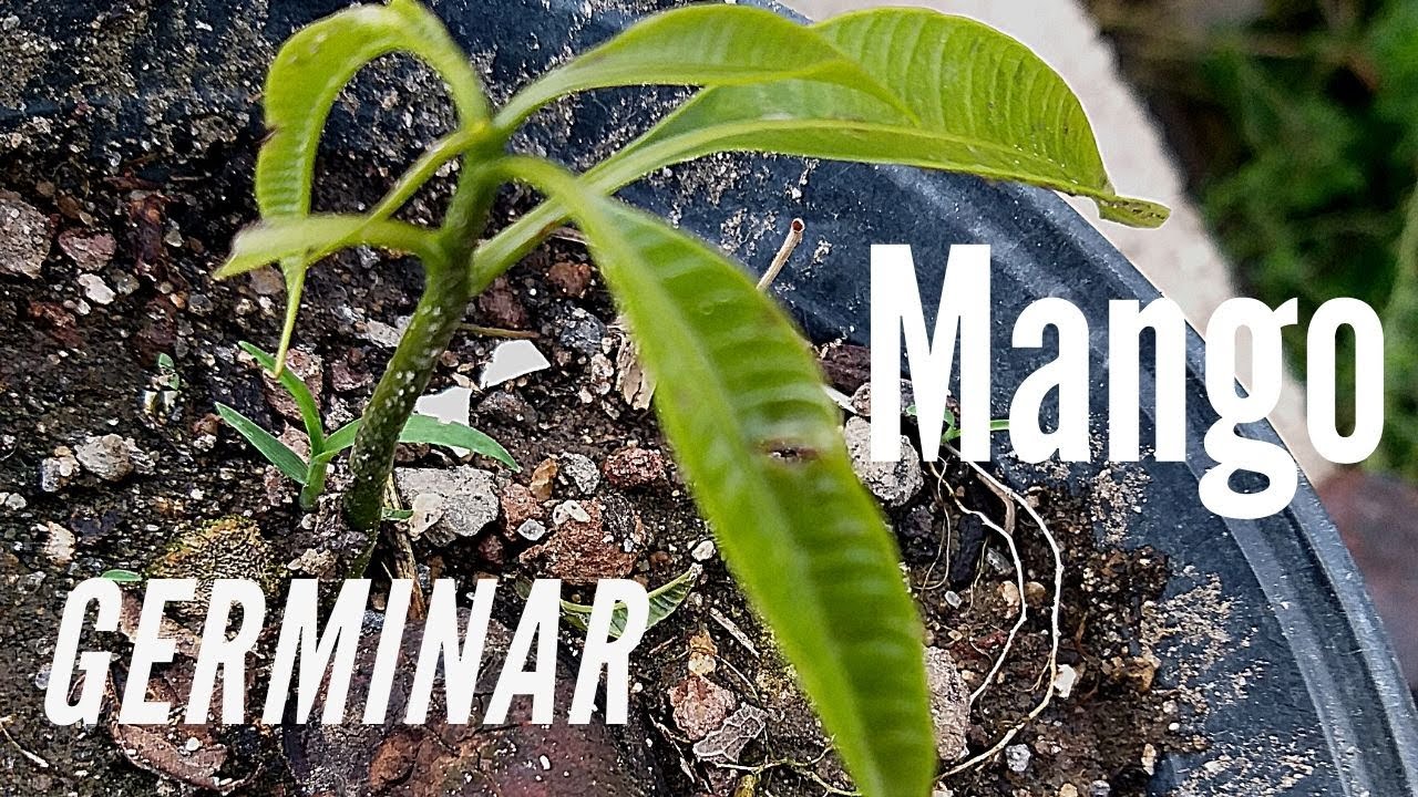 COMO GERMINAR Y SEMBRAR UNA SEMILLA DE MANGO | HUERTO LOS YAYOS 😱🌱👈