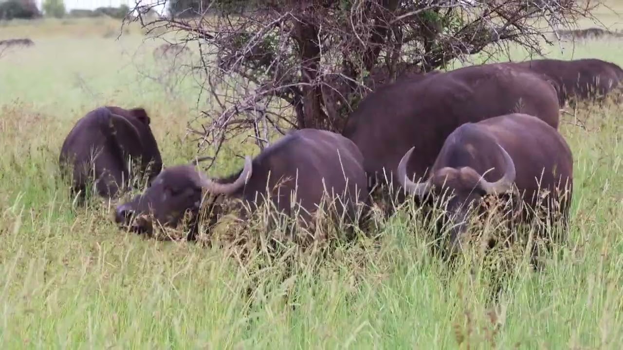 Rain Brings Joy to Kruger’s Buffaloes 🌧️🐃❤️
