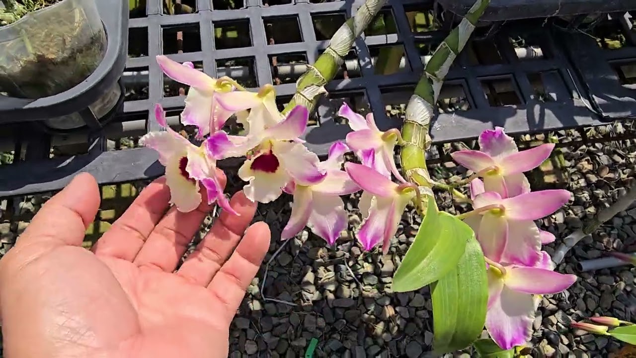 石斛蘭花季.來囉