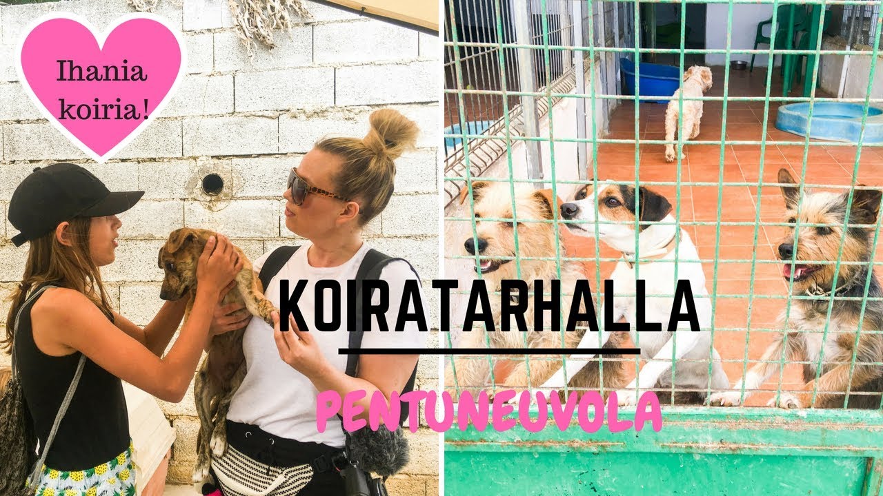 Taistelukoirien kynsistä selvinnyt Betty-koira elää Espanjan koiratarhalla