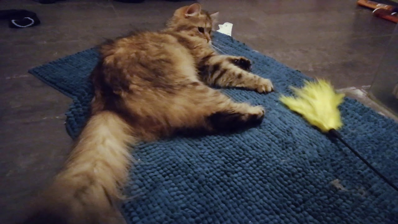 Vlogmeows #13 - Feathers