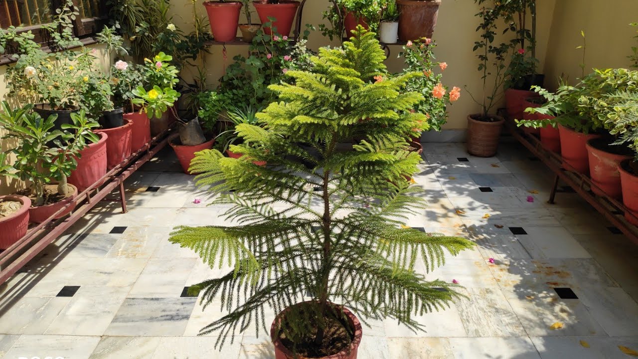 🌲Araucaria plant care, christmas tree care, norfolk island plants care , why aurocaria turn yellow