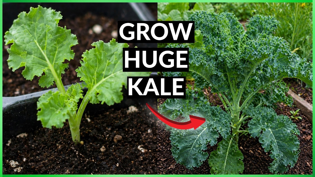 Is Kale Easy To Grow? The Ultimate Guide on How to Grow Kale
