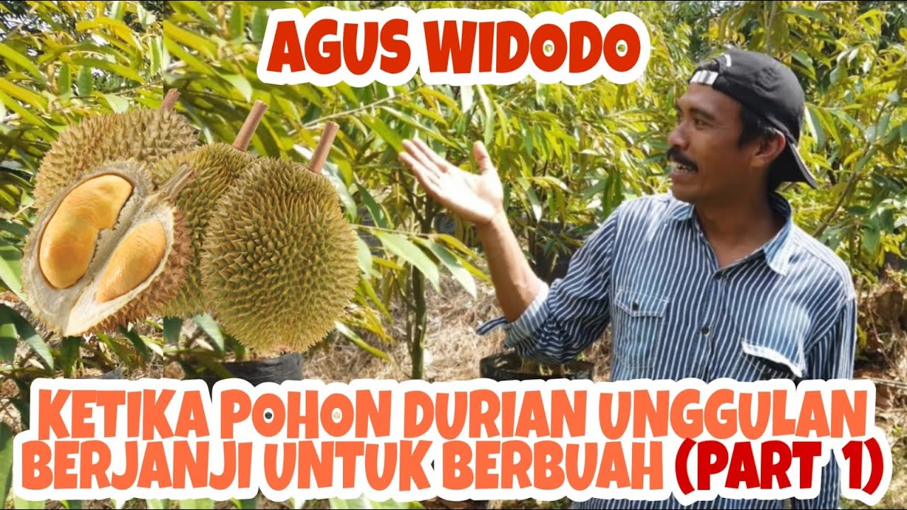 GEMESSS...!!! SIDAK KEBUN DURIAN UNGGULAN MAS AGUS WIDODO - PATI // VISIT AGUS WIDODO DURIAN GARDEN