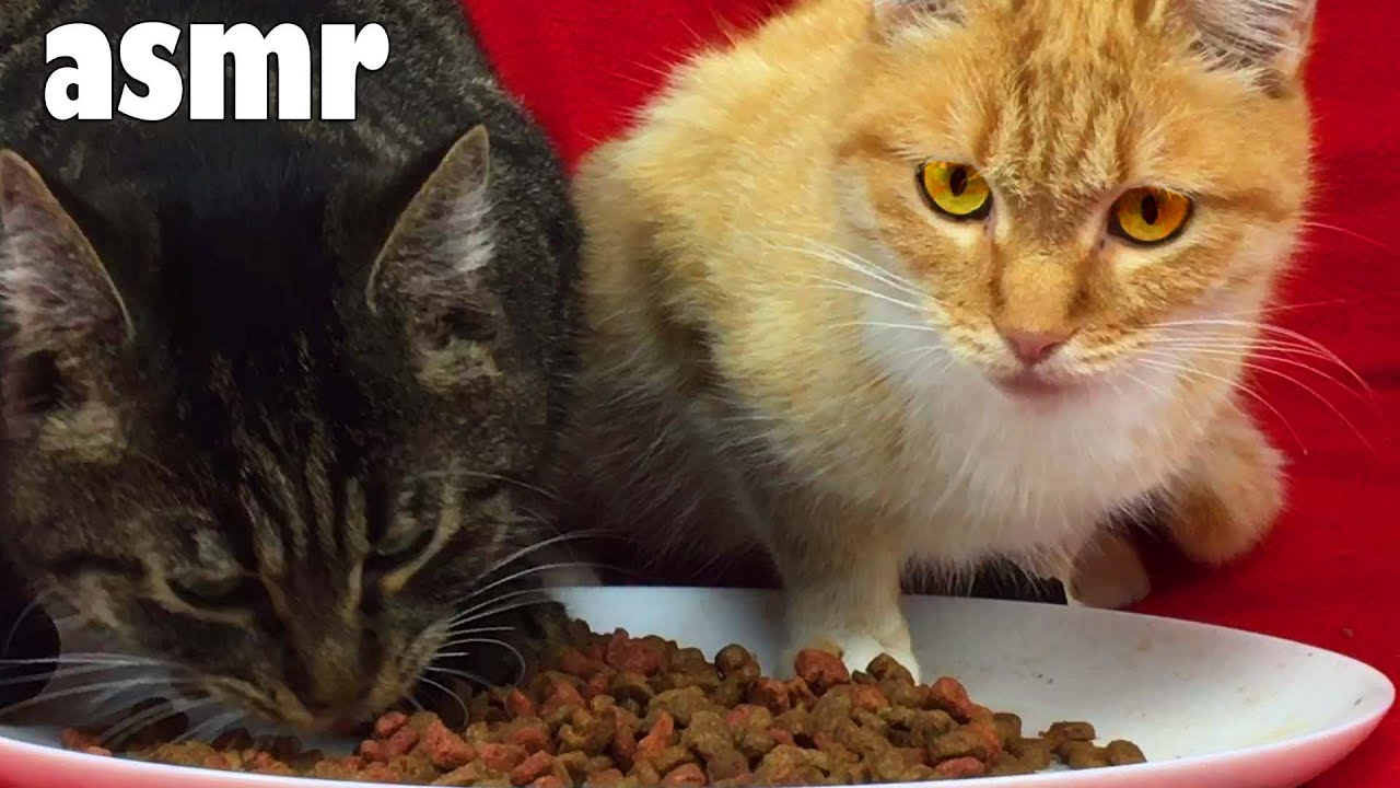 ASMR CAT Cats eat dry food MY cat ASMR 🐱 206