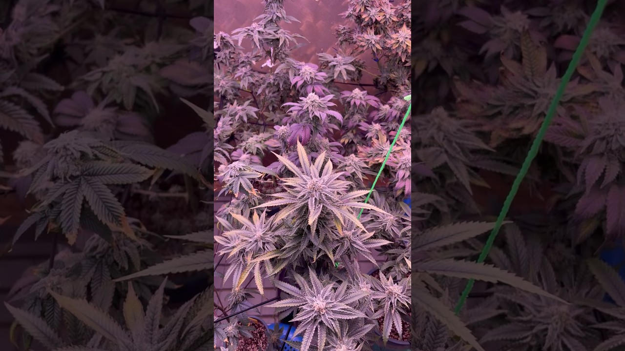 Growing  Cannabis in Paper Cup 🫣🫨 #grow #indoorgrowing #garden