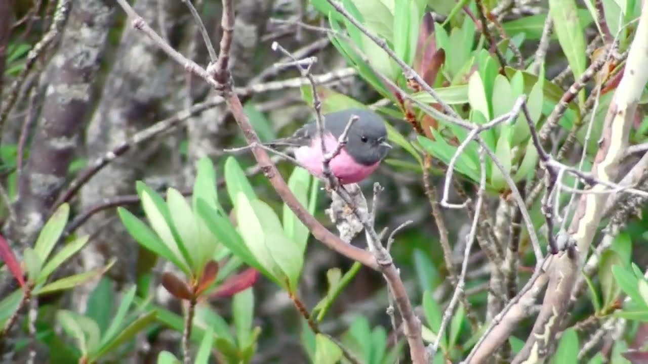 Pink Robin