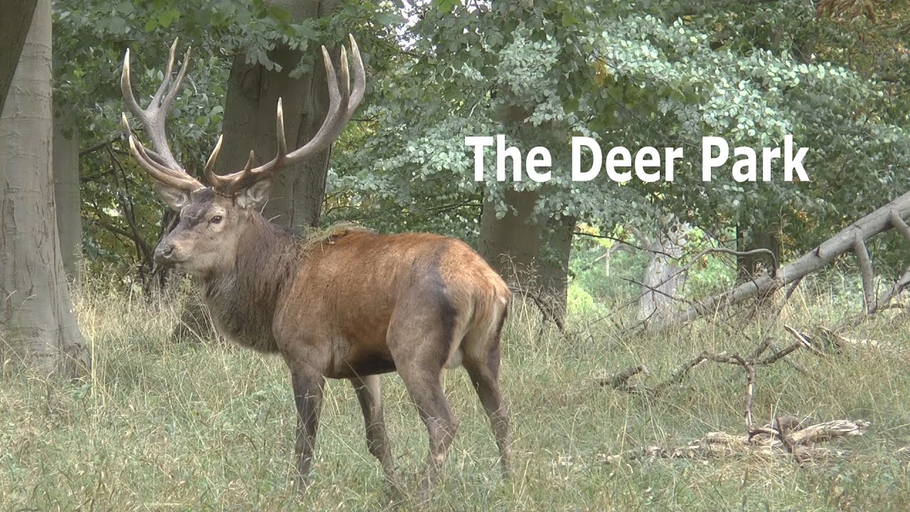The Deer Park