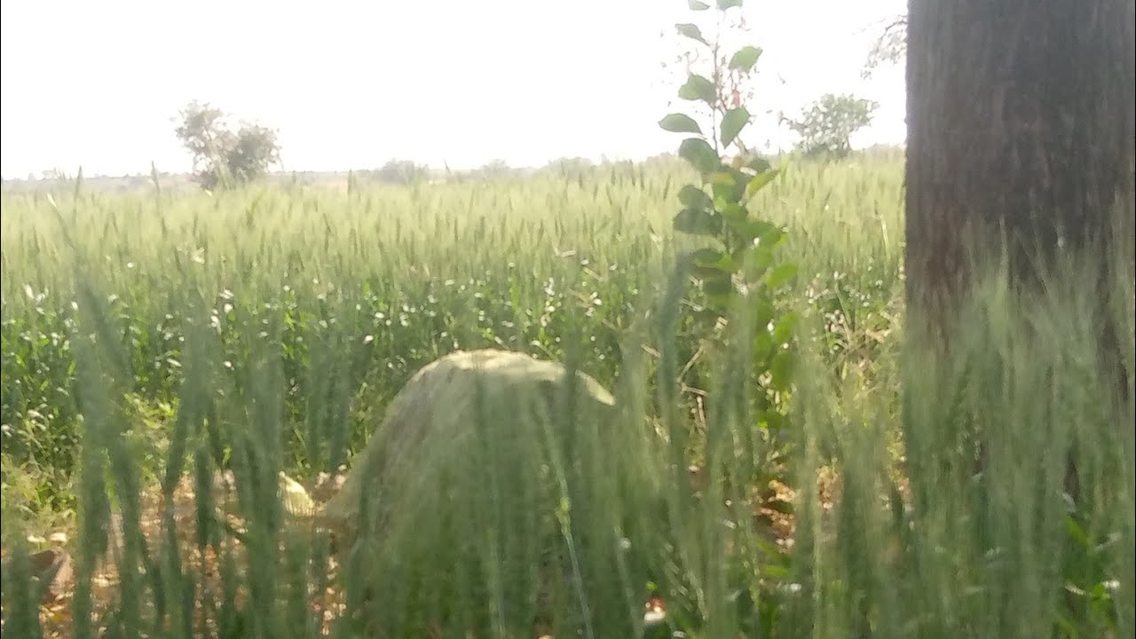 hazrat borali wale sarkar #borali #vlog #viralvideo #youtube #volgger