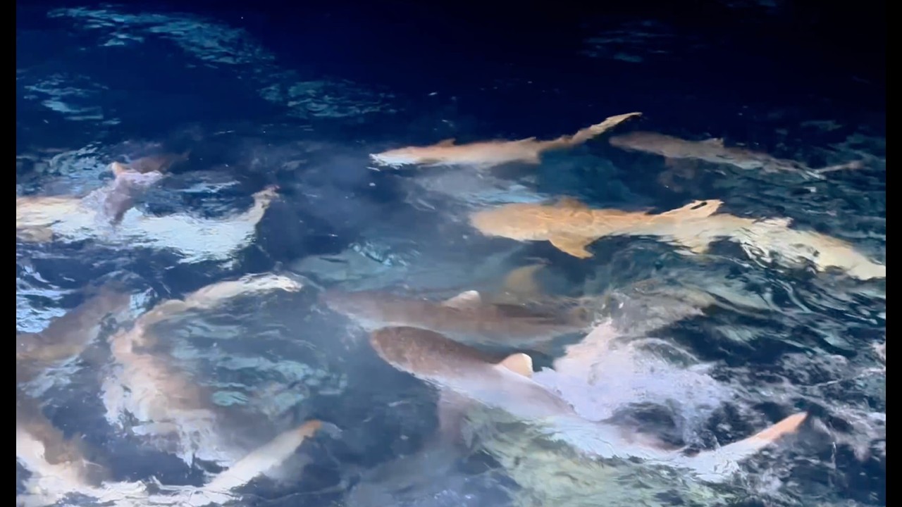 The girl who cried sharks