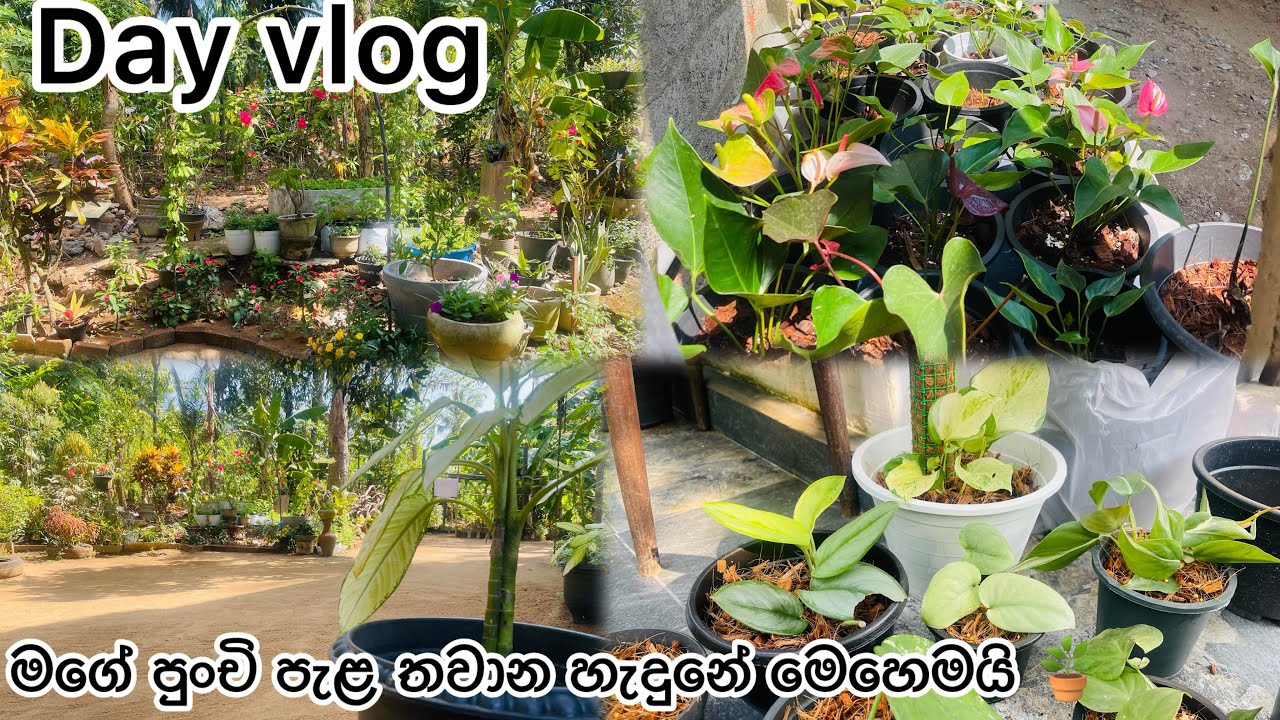 අද දවස කොහොමද? 🪴#dailyvlog #homegardening #plantnurseryvisit 🪴😍🌷🌺