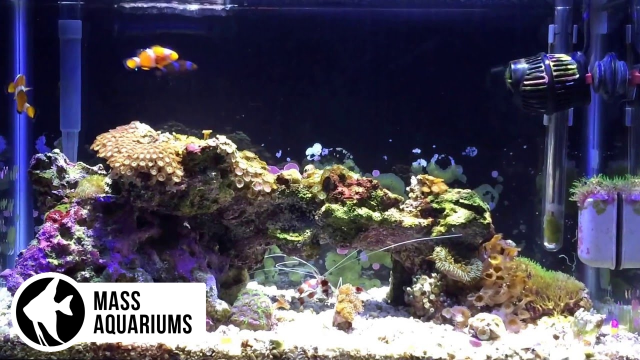 10 gallon Saltwater Nano Reef Aquarium. 14 months. No Skimmer
