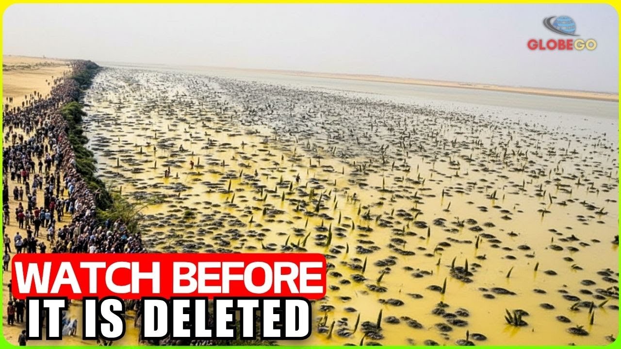 The IMPOSSIBLE Happened: Sahara Desert FLOODED After a 5-Decade Death-grip Drought! Documentary