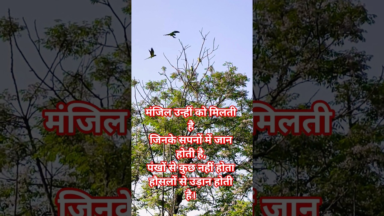 #highlights //फूलों सा चेहरातेरा /hindisong #shortvideo #viralshortreels