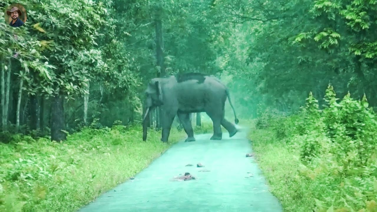 Moving Through Manas National Park, Assam and so many sighting done.