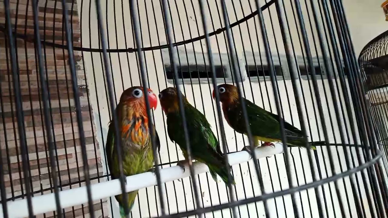 Love Bird Paud Trah konslet