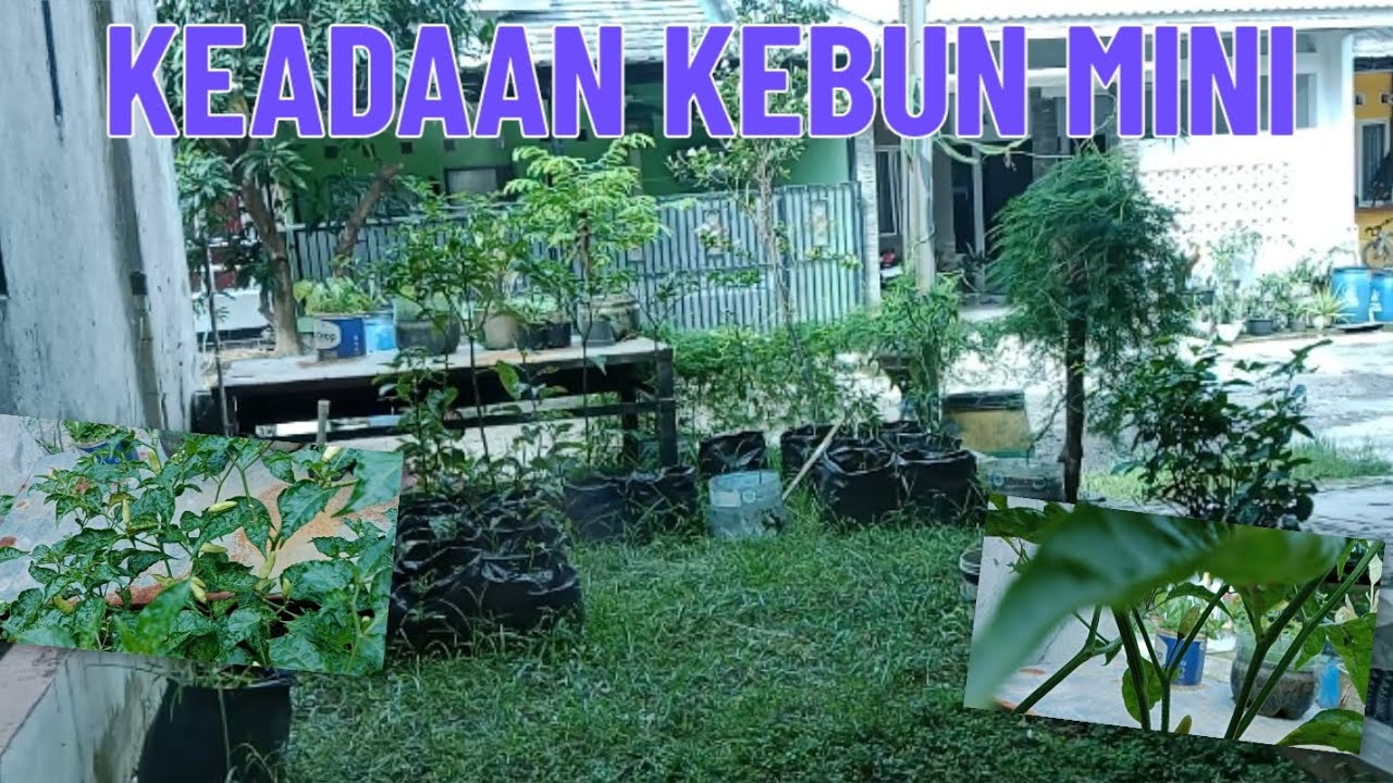 TERBENGKALAI‼️ BANYAK TANAMAN YANG MATI || SEMOGA POHON CABE KU TUMBUH SUBUR. 