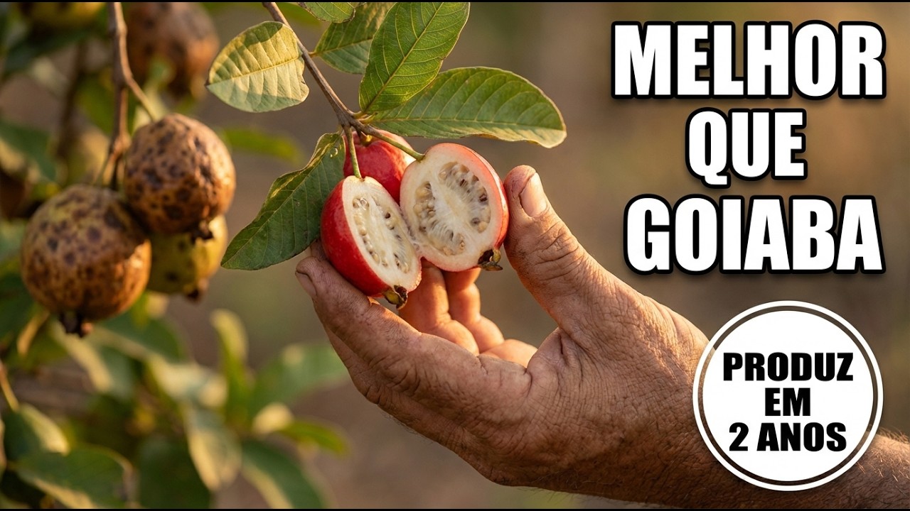 Melhor que Goiaba: Produz em 2 Anos e Não Pega Praga!