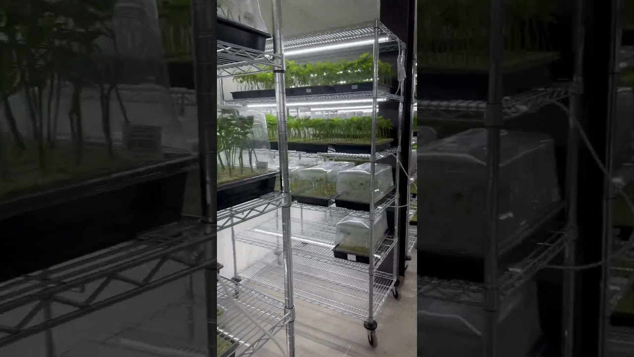 INSIDE OUR CLONE ROOM