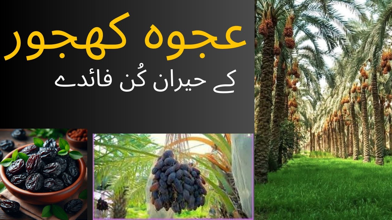 عجوہ کھجور کے حیرت انگیز فائدے | Ajwa Khajoor Benefits