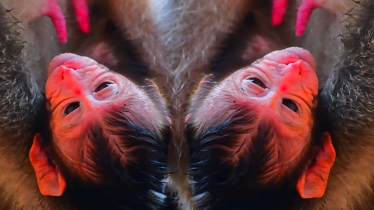 Adorable Wildlife 2026, Lovely Tiny Baby Monkey Looks Very Cold
