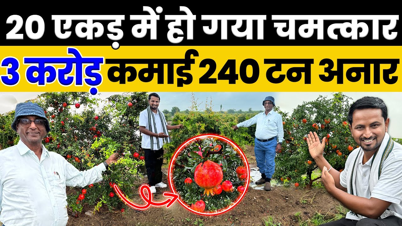 Pomegranate Farming ने बना दिया करोड़पति 💰🔥 देखो 240 टन अनार की Success Story 💯 Indian Farmer