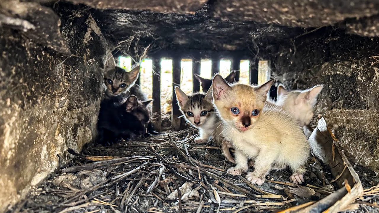 From Danger to Care: Heartwarming Rescue: Saving a Trapped Cat Family | Cat Care Guide
