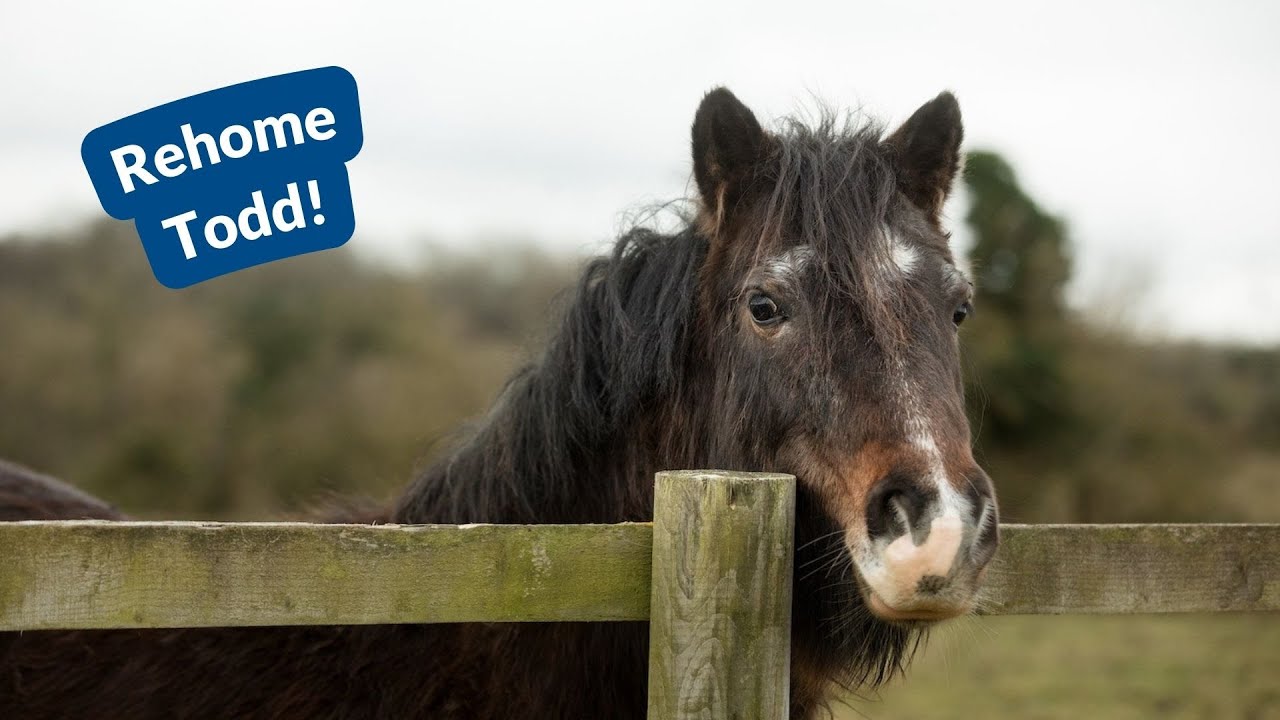 HorseWorld - Rehome Todd