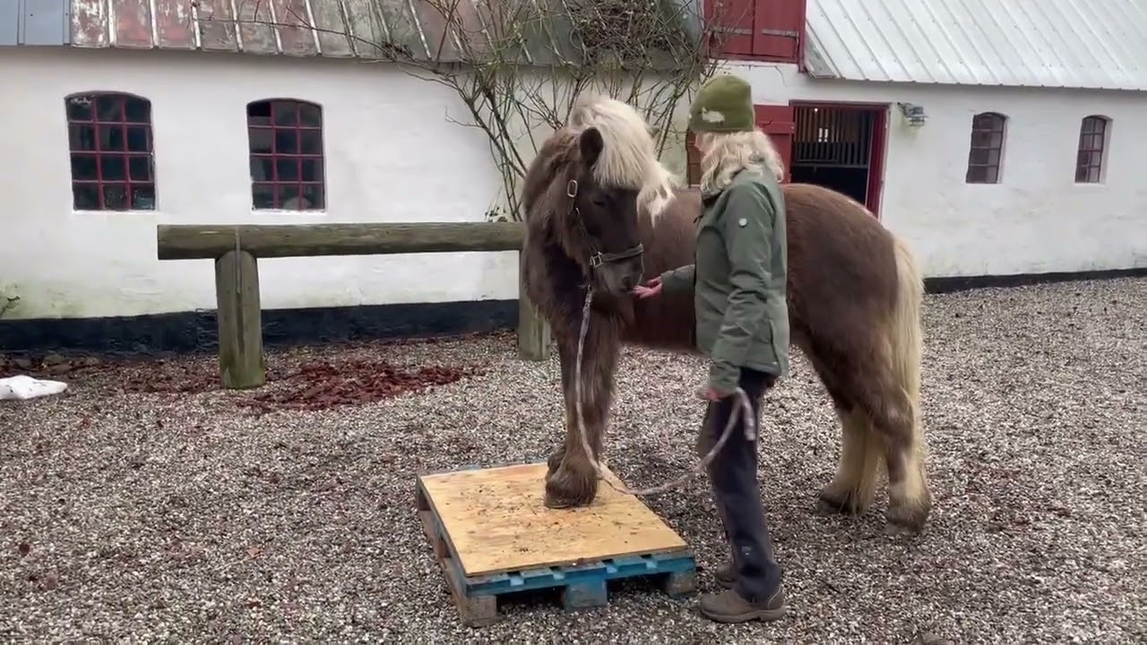 Lotte og Dagfari Stormonts vinterchallenge uge 2