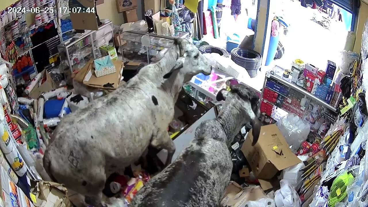 Security Video Captures Cows Destroying Store in Colombia