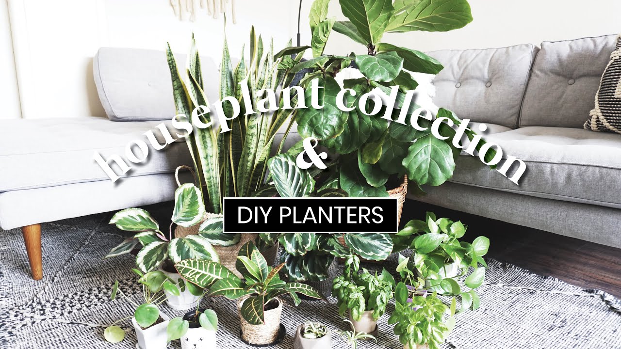 My Houseplant Collection and Super Easy + Affordable DIY Planters Room Decor // FiIY with Fiona