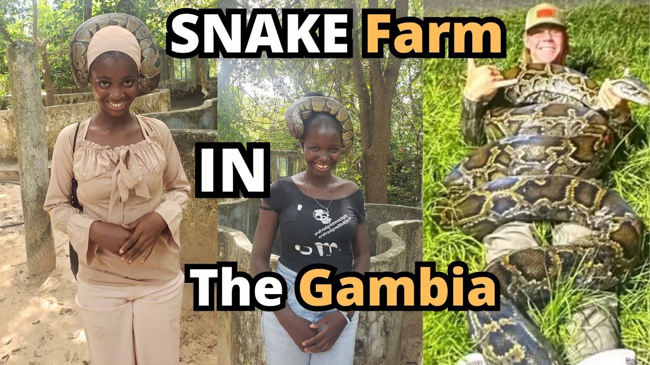 Snake Farm in The Gambia