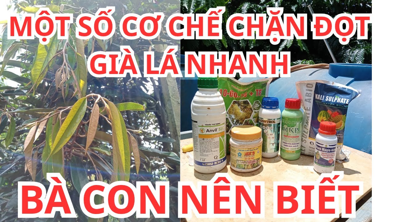 MỘT SỐ CƠ CHẾ CHẶN ĐỌT,VÀ LÀM GIÀ LÁ NHANH BÀ CON NÊN BIẾT. @DŨNG  NHI VIDEO