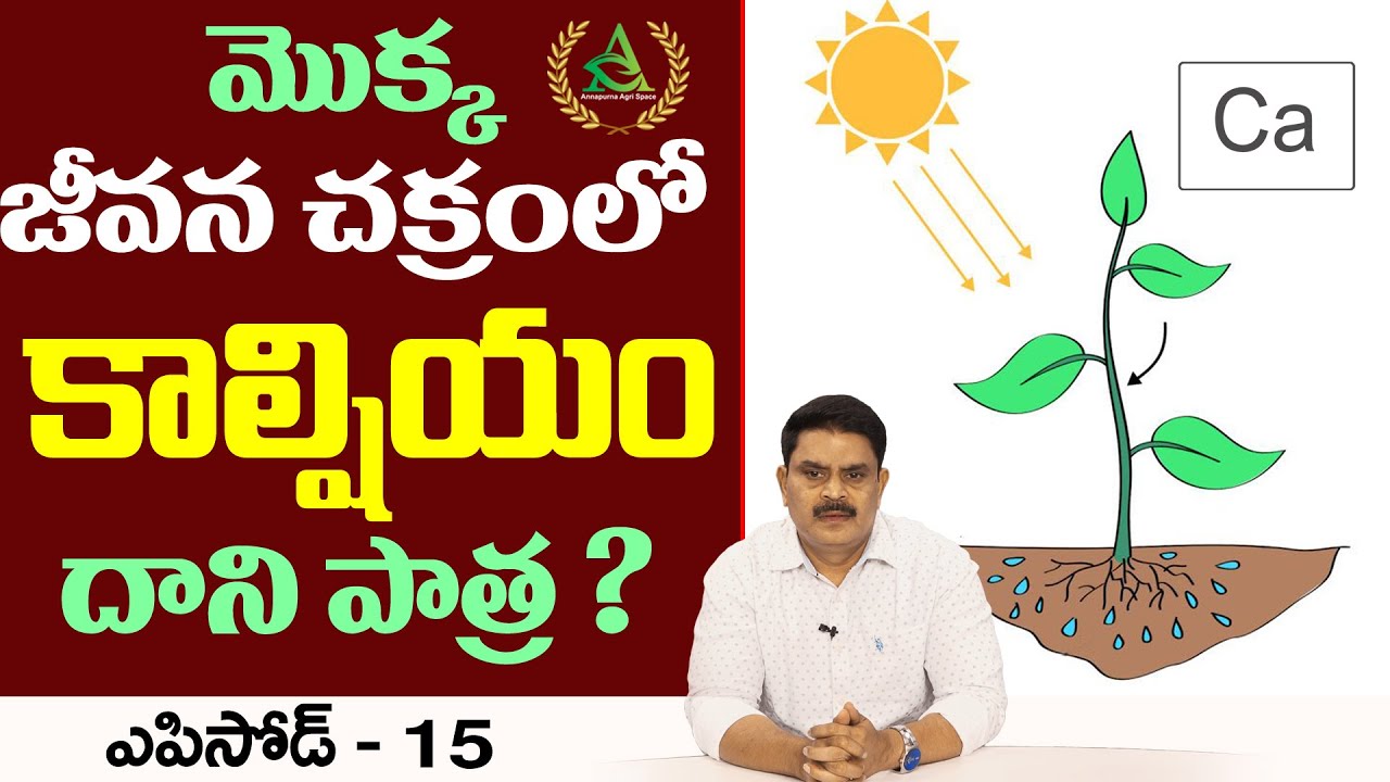 ఎపిసోడ్ 15_మొక్క జీవనచక్రంలో కాల్షియం పాత్ర | Role of Calcium in plant life cycle#annapurnaagrispace