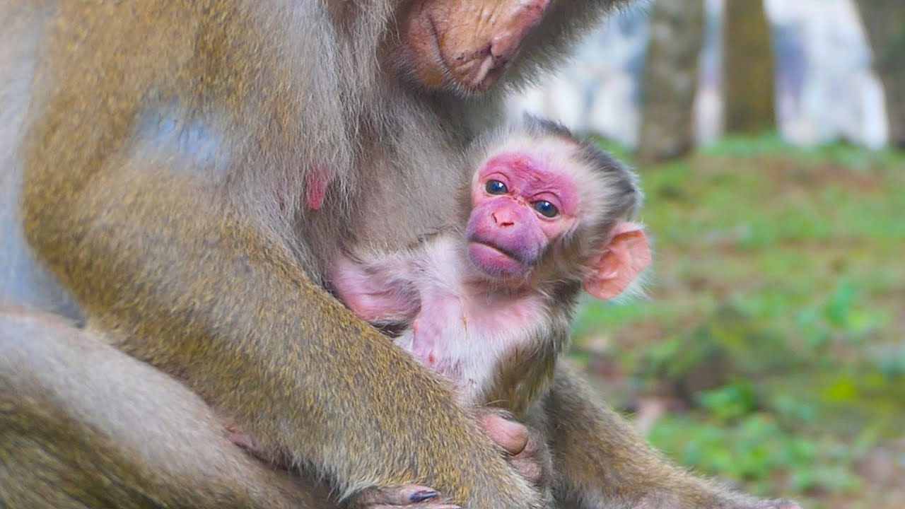 Welcome, newborn baby, and congratulations to Luna the monkey for giving birth on 7/28/2025🎉🎉