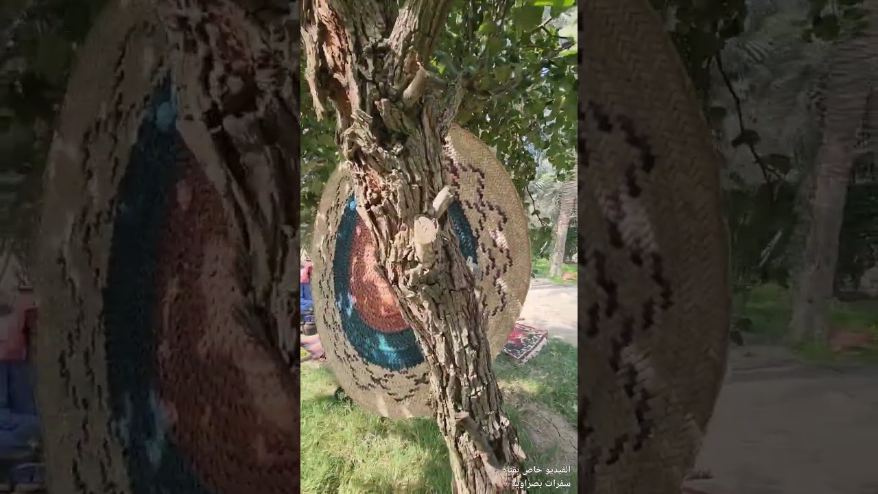 من احدى بساتين الديرة في ابي الخصيب // مدينة البصرة 2023
