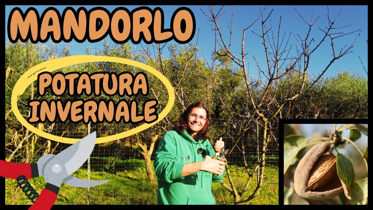 Come e Quando POTARE il MANDORLO nel periodo INVERNALE | GUIDA PRATICA