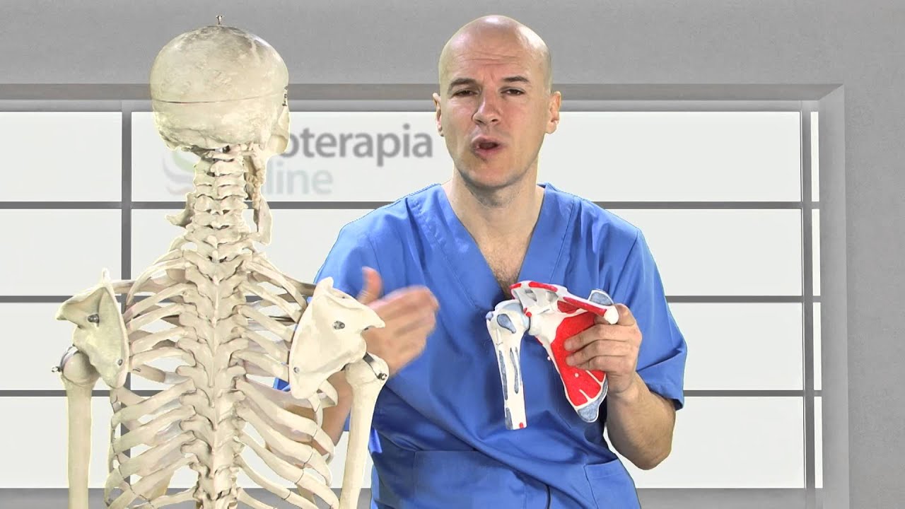 Tendinitis de hombro o supraespinoso - Síntomas y causas - Fisioterapia Bilbao